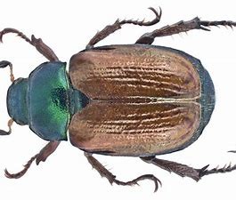 Chafer Grub Identification CH Blog
